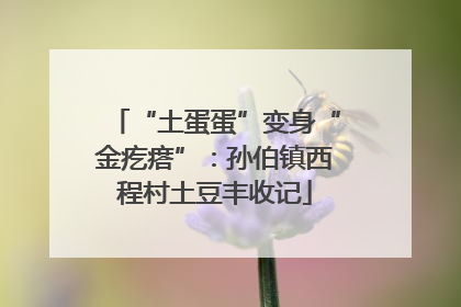 “土蛋蛋”变身“金疙瘩”：孙伯镇西程村土豆丰收记