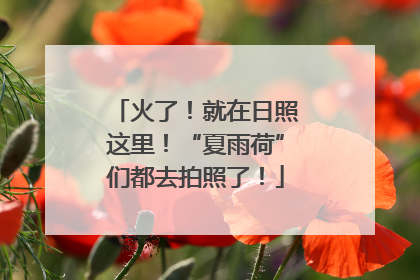 火了！就在日照这里！“夏雨荷”们都去拍照了！