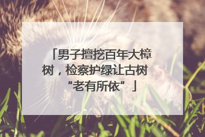 男子擅挖百年大樟树，检察护绿让古树“老有所依”
