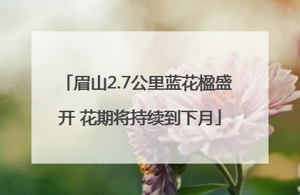 眉山2.7公里蓝花楹盛开 花期将持续到下月