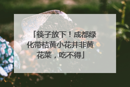筷子放下！成都绿化带桔黄小花并非黄花菜，吃不得
