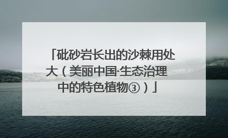 砒砂岩长出的沙棘用处大（美丽中国·生态治理中的特色植物③）