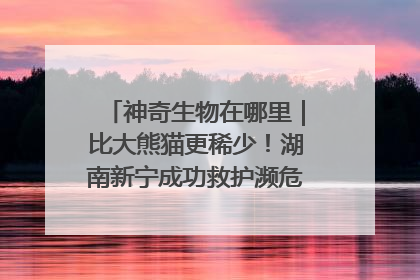 神奇生物在哪里｜比大熊猫更稀少！湖南新宁成功救护濒危鸟类海南鳽