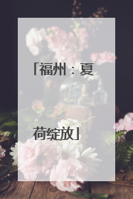 福州：夏荷绽放