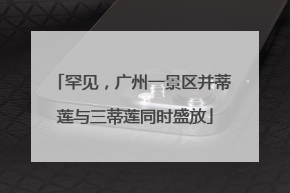 罕见，广州一景区并蒂莲与三蒂莲同时盛放