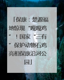 保康：楚源福地惊现“嘎嘎鸡”！国家“三有”保护动物石鸡亮相保康沿河公园