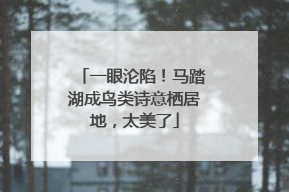 一眼沦陷！马踏湖成鸟类诗意栖居地，太美了
