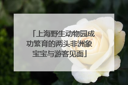 上海野生动物园成功繁育的两头非洲象宝宝与游客见面