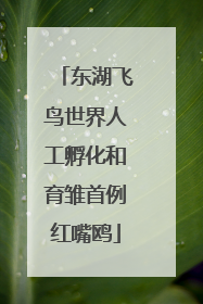 东湖飞鸟世界人工孵化和育雏首例红嘴鸥