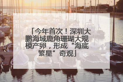 今年首次！深圳大鹏海域鹿角珊瑚大规模产卵，形成“海底繁星”奇观