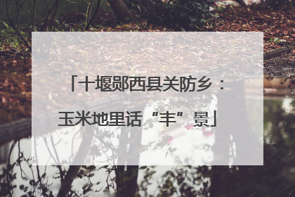 十堰郧西县关防乡：玉米地里话“丰”景