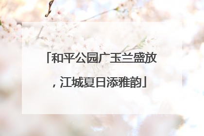 和平公园广玉兰盛放，江城夏日添雅韵