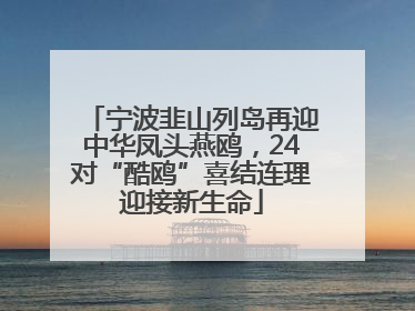 宁波韭山列岛再迎中华凤头燕鸥，24对“酷鸥”喜结连理迎接新生命