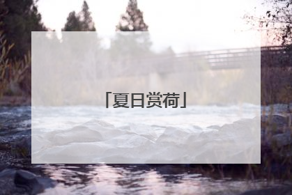 夏日赏荷