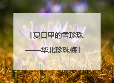 夏日里的雪珍珠——华北珍珠梅