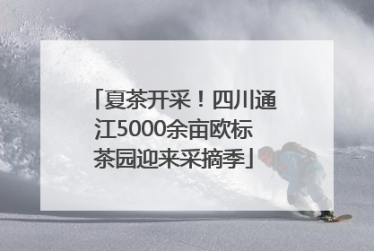 夏茶开采！四川通江5000余亩欧标茶园迎来采摘季