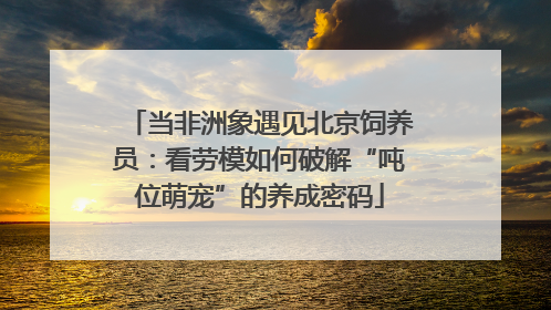 当非洲象遇见北京饲养员：看劳模如何破解“吨位萌宠”的养成密码