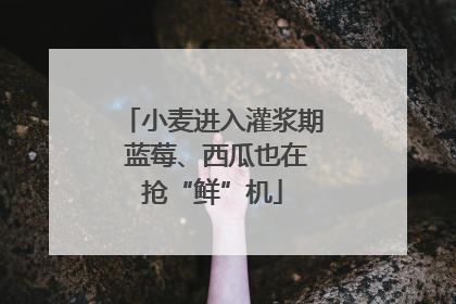 小麦进入灌浆期 蓝莓、西瓜也在抢“鲜”机