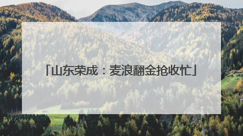 山东荣成：麦浪翻金抢收忙