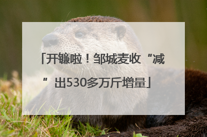 开镰啦！邹城麦收“减”出530多万斤增量