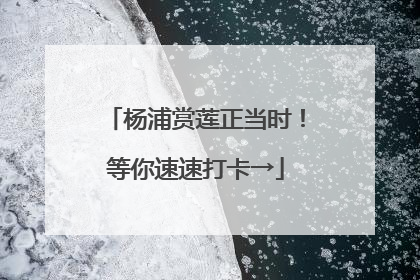 杨浦赏莲正当时！等你速速打卡→