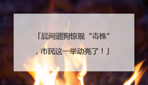 晨间遛狗惊现“毒株”，市民这一举动亮了！