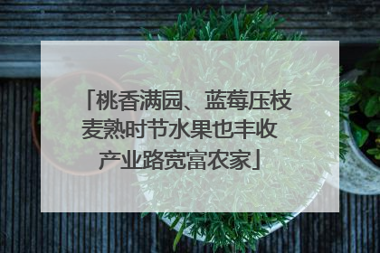 桃香满园、蓝莓压枝 麦熟时节水果也丰收 产业路宽富农家