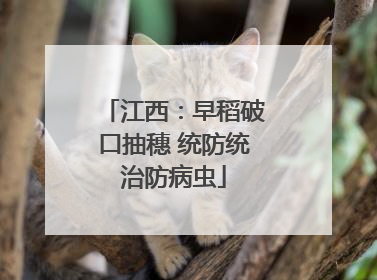 江西：早稻破口抽穗 统防统治防病虫