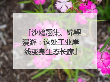 沙鸥翔集、锦鲤漫游：这处工业岸线变身生态长廊