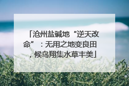 沧州盐碱地“逆天改命”：无用之地变良田，候鸟翔集水草丰美