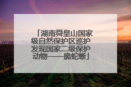 湖南舜皇山国家级自然保护区巡护发现国家二级保护动物——脆蛇蜥