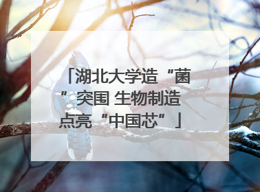 湖北大学造“菌”突围 生物制造点亮“中国芯”