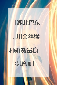 湖北巴东：川金丝猴种群数量稳步增加
