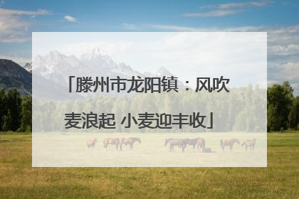 滕州市龙阳镇：风吹麦浪起 小麦迎丰收