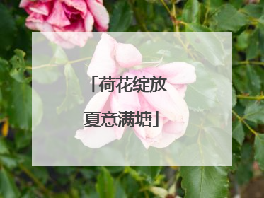 荷花绽放 夏意满塘