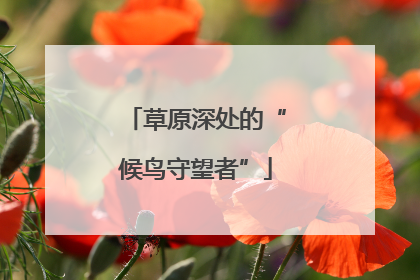 草原深处的“候鸟守望者”