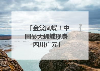 金裳凤蝶！中国最大蝴蝶现身四川广元