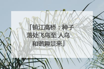 镇江高桥：种子落处飞鸟至 人鸟和谐趣景来