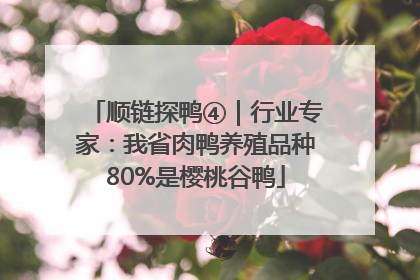 顺链探鸭④｜行业专家：我省肉鸭养殖品种80%是樱桃谷鸭