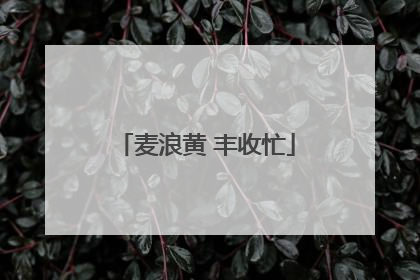 麦浪黄 丰收忙