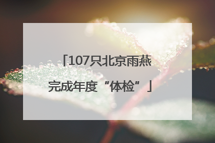 107只北京雨燕完成年度“体检”